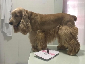 Oh my dog