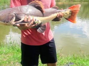 Foto de Pesqueiro Tanaka em Marília, SP por Solutudo