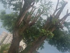 Foto de Tiago Jardinagem em Marília, SP por Solutudo