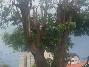 Foto de Tiago Jardinagem em Marília, SP por Solutudo