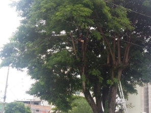 Foto de Tiago Jardinagem em Marília, SP por Solutudo
