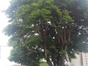Foto de Tiago Jardinagem em Marília, SP por Solutudo