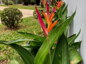 Foto de Semear Paisagismo e Jardins em Botucatu, SP por Solutudo