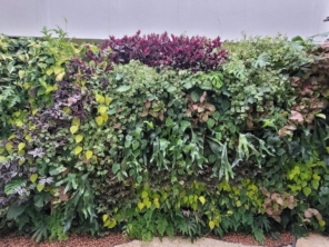 Foto de Semear Paisagismo e Jardins em Botucatu, SP por Solutudo