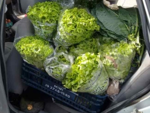 Foto de Verduras Express em São Carlos, SP por Solutudo
