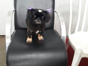 Foto de Pet Shop São Francisco em Jundiaí, SP por Solutudo