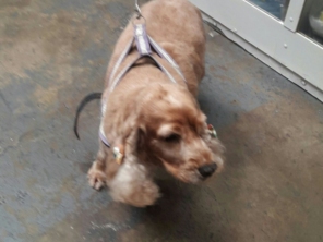 Foto de Pet Shop São Francisco em Jundiaí, SP por Solutudo