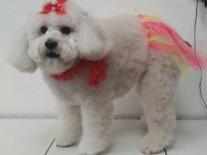 Foto de Pet Shop São Francisco em Jundiaí, SP por Solutudo