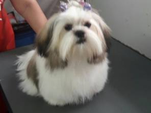 Foto de Pet Shop São Francisco em Jundiaí, SP por Solutudo