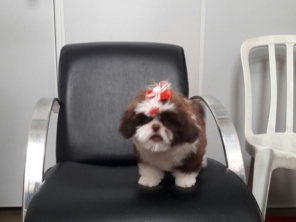 Foto galeria da empresa