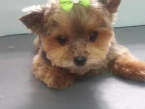 Foto de Pet Shop São Francisco em Jundiaí, SP por Solutudo