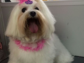 Foto de Pet Shop São Francisco em Jundiaí, SP por Solutudo