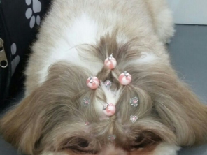 Foto de Pet Shop São Francisco em Jundiaí, SP por Solutudo