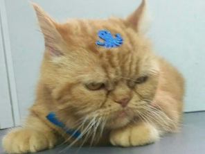 Foto de Pet Shop São Francisco em Jundiaí, SP por Solutudo