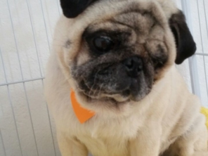 Foto de Pet Shop São Francisco em Jundiaí, SP por Solutudo