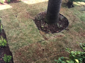 Foto de Jardinagem Rodrigues em Botucatu, SP por Solutudo