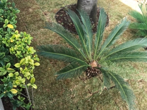 Foto de Jardinagem Rodrigues em Botucatu, SP por Solutudo