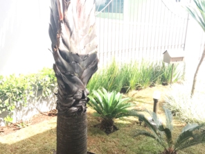 Foto de Jardinagem Rodrigues em Botucatu, SP por Solutudo
