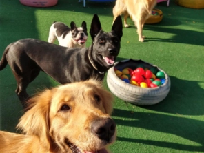 Foto de Cãopanhia em Foz do Iguaçu, PR por Solutudo