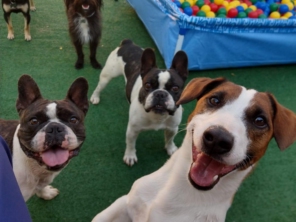 Foto de Cãopanhia em Foz do Iguaçu, PR por Solutudo