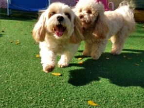 Foto de Cãopanhia em Foz do Iguaçu, PR por Solutudo