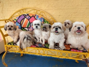 Foto de Cãopanhia em Foz do Iguaçu, PR por Solutudo