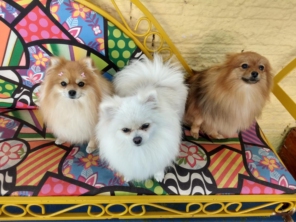 Foto de Cãopanhia em Foz do Iguaçu, PR por Solutudo