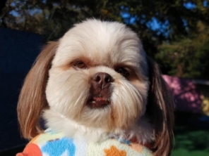 Foto de Cãopanhia em Foz do Iguaçu, PR por Solutudo