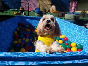 Foto de Cãopanhia em Foz do Iguaçu, PR por Solutudo