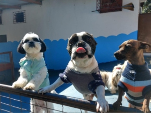 Foto de Cãopanhia em Foz do Iguaçu, PR por Solutudo