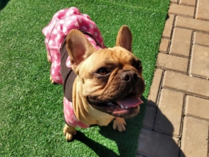 Foto de Cãopanhia em Foz do Iguaçu, PR por Solutudo