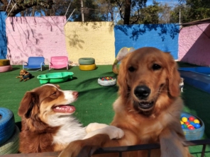 Foto de Cãopanhia em Foz do Iguaçu, PR por Solutudo