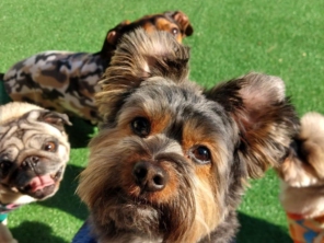 Foto de Cãopanhia em Foz do Iguaçu, PR por Solutudo