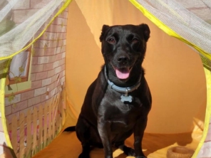 Foto de Cãopanhia em Foz do Iguaçu, PR por Solutudo