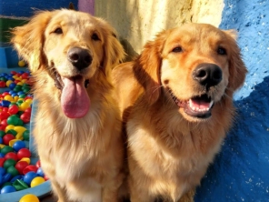 Foto de Cãopanhia em Foz do Iguaçu, PR por Solutudo