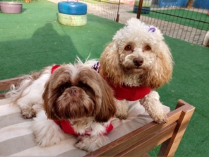 Foto de Cãopanhia em Foz do Iguaçu, PR por Solutudo