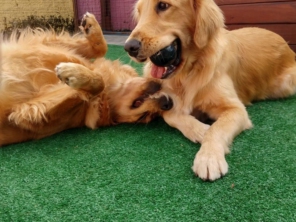 Foto de Cãopanhia em Foz do Iguaçu, PR por Solutudo