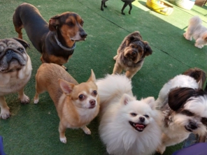 Foto de Cãopanhia em Foz do Iguaçu, PR por Solutudo