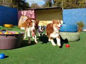 Foto de Cãopanhia em Foz do Iguaçu, PR por Solutudo
