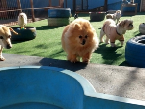 Foto de Cãopanhia em Foz do Iguaçu, PR por Solutudo
