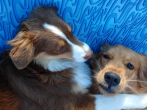 Foto de Cãopanhia em Foz do Iguaçu, PR por Solutudo