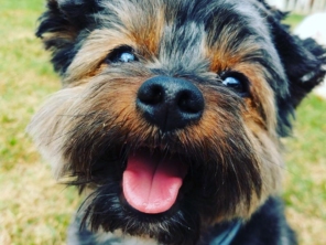 Foto de Cãopanhia em Foz do Iguaçu, PR por Solutudo