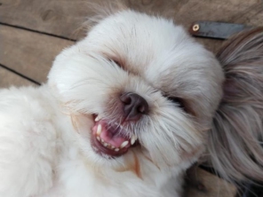 Foto de Cãopanhia em Foz do Iguaçu, PR por Solutudo