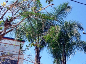 Foto de Braz Serviços Gerais em Barra Bonita, SP por Solutudo