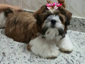 Foto de RealVet Veterinária em Cerquilho, SP por Solutudo