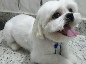 Foto de RealVet Veterinária em Cerquilho, SP por Solutudo