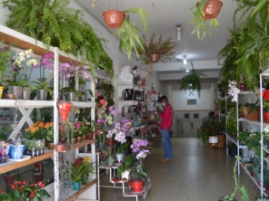 Foto de Bem Me Quer - Jardinagem, Floricultura e Presentes em Mineiros, GO por Solutudo