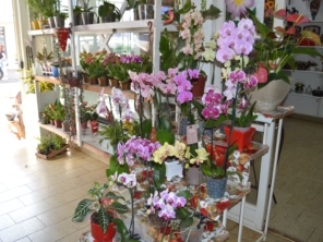 Foto de Bem Me Quer - Jardinagem, Floricultura e Presentes em Mineiros, GO por Solutudo