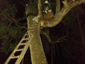 Foto de Apiário Singh em Avaré, SP por Solutudo