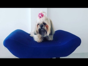 Pet Boutique